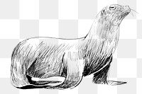 Png Sea Lion  animal illustration, transparent background