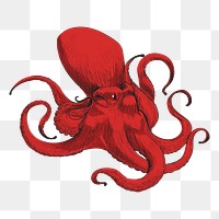 Png red Giant octopus  animal illustration, transparent background
