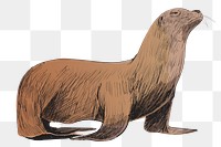 Png Sea Lion  animal illustration, transparent background