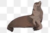 Png Sea Lion  animal illustration, transparent background