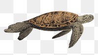 Png Sea turtle  animal illustration, transparent background