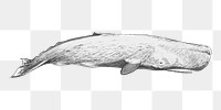 Png Sperm whale  animal illustration, transparent background