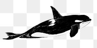 Png Killer whale  animal illustration, transparent background