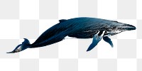 Png Humpback whale  animal illustration, transparent background