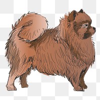 Png Pomeranian dog  animal illustration, transparent background