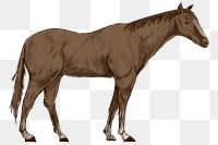 Png brown horse  animal illustration, transparent background