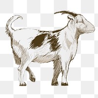 Png goat  animal illustration, transparent background
