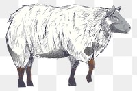 Png fluffy sheep  animal illustration, transparent background