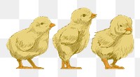 Png baby chicks  animal illustration, transparent background