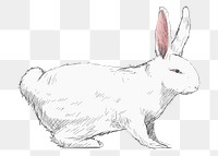 Png white rabbit  animal illustration, transparent background