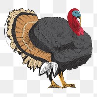 Png big turkey  animal illustration, transparent background