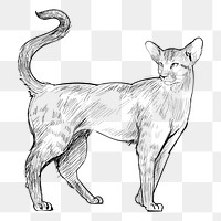 Png Oriental Shorthair cat  animal illustration, transparent background