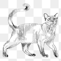 Png Burmese cat  animal illustration, transparent background