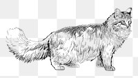 Png Maine Coon cat  animal illustration, transparent background