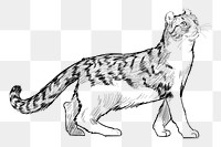 Png American Curl cat  animal illustration, transparent background