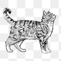 Png American Wirehair cat  animal illustration, transparent background