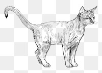 Png Abyssinian cat  animal illustration, transparent background
