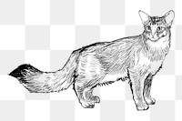 Png Somalis cat  animal illustration, transparent background