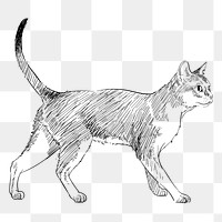 Png Singapura cat  animal illustration, transparent background