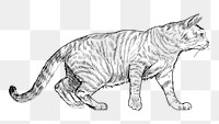 Png Toyger cat  animal illustration, transparent background