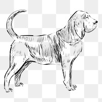 Png Bloodhound dog  animal illustration, transparent background