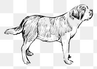 Png Saint Bernard dog  animal illustration, transparent background