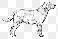 Png Labrador dog  animal illustration, transparent background