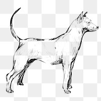 Png Thai Ridgeback dog  animal illustration, transparent background