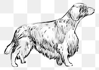 Png Spaniel Welsh Springer dog  animal illustration, transparent background