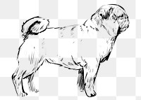 Png Pug dog  animal illustration, transparent background