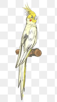 Png Cockatiel parrot  animal illustration, transparent background