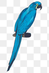 Png Hyacinth Macaw parrot  animal illustration, transparent background