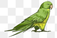 Png Green parrot  animal illustration, transparent background