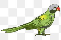 Png Grey-headed parakeet  animal illustration, transparent background