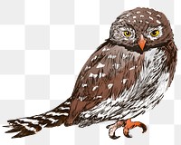 Png Northern Pygmy owl  animal illustration, transparent background