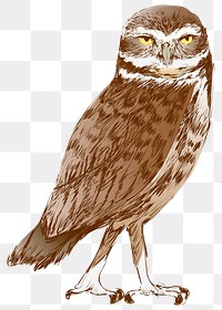 Png Burrowing owl  animal illustration, transparent background