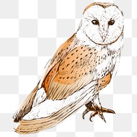 Png Barn owl  animal illustration, transparent background