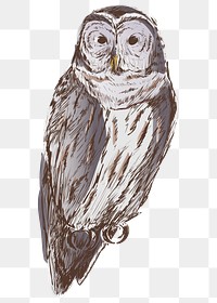 Png Barred owl  animal illustration, transparent background