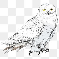 Png Snow owl  animal illustration, transparent background