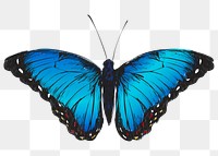 Png Blue Morpho butterfly  animal illustration, transparent background