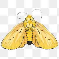 Png yellow moth  animal illustration, transparent background