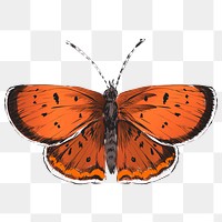 Png Purplish Copper butterfly  animal illustration, transparent background