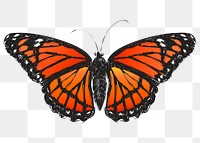 Png Monarch butterfly  animal illustration, transparent background