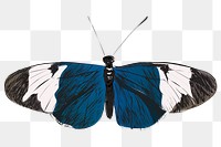 Png Sapho Longwing butterfly  animal illustration, transparent background