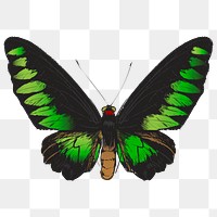 Png Green butterfly  animal illustration, transparent background