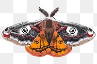 Png Emperor moth  animal illustration, transparent background