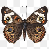 Png Common Buckeye butterfly  animal illustration, transparent background