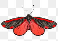 Png Cinnabar moth  animal illustration, transparent background