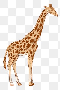 Png giraffe sketch  animal illustration, transparent background