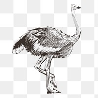 Png wild ostrich  animal illustration, transparent background